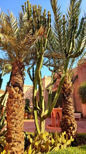 a group of three palm trees in a yard at La Maison Des Oliviers in Marrakesh