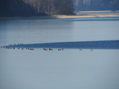 a flock of birds standing on the shore of a lake at Zakątek Borsk, Jasnochówka 2, domek 37 in Borsk