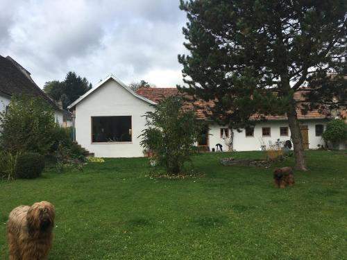 two dogs standing in a yard in front of a house at HalterHausPuch in Puch