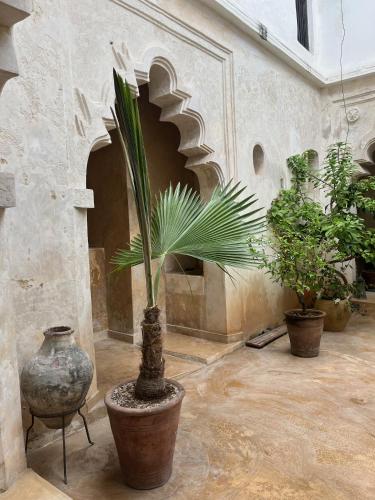 a room with a potted plant in a building at Subira House in Lamu
