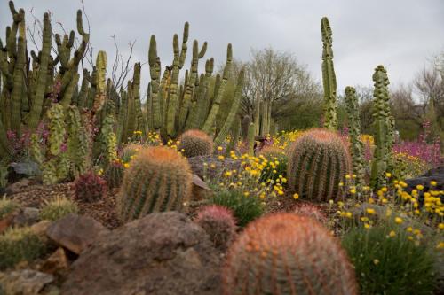 Sonesta Tucson home في توسان: حديقة بها الصبار والنباتات والزهور الأخرى