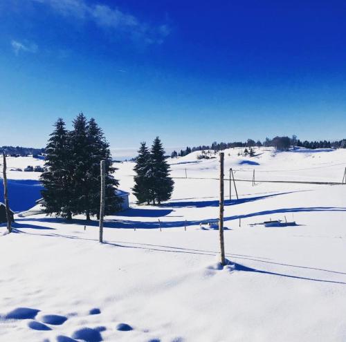 a snowy field with trees and poles in the snow at Appartement proche de la ville et du parc du Truchet in Saint-Claude