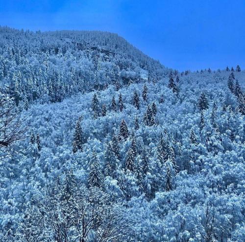 a mountain covered in snow with trees on it at Appartement proche de la ville et du parc du Truchet in Saint-Claude