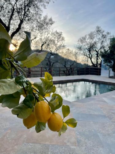 a bunch of oranges on a tree next to a pool at Casa Aprea in Sorrento