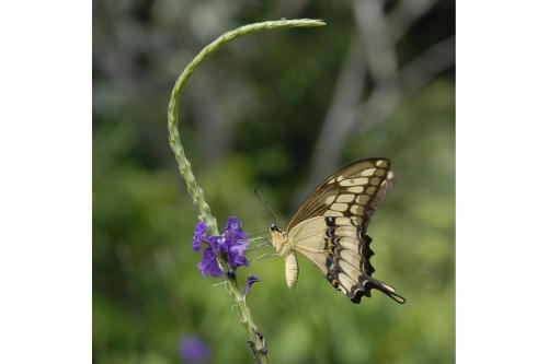 a butterfly sitting on a purple flower at Villa Vista Hermosa - with breathtaking ocean view & WiFI in Quepos