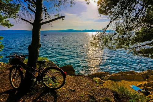 Una bicicleta estacionada junto a un árbol junto al agua en Apartments & Rooms Hosana, en Zadar