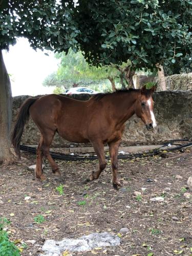Animales en el bed and breakfast o alrededores