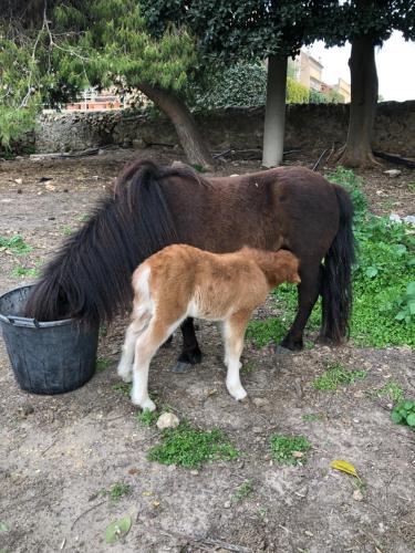 Animales en el bed and breakfast o alrededores