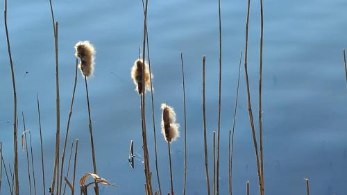 a bunch of tall grass with a blue sky in the background at Villa am Steinhuder Meer App Suite-La Fleur-mit Pantry Küche, Luftreinigungssystem, Garten, WLAN in Steinhude