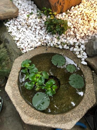 a small pond with lily pads in a garden at 仔鹿 kojika in Nara