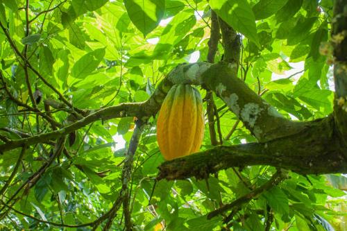 a large yellow fruit hanging from a tree branch at Welfare AgroTurismo in Milagrosa