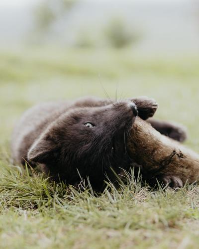 a bear laying on its back in the grass at Brúnastaðir Holiday Home in Barð
