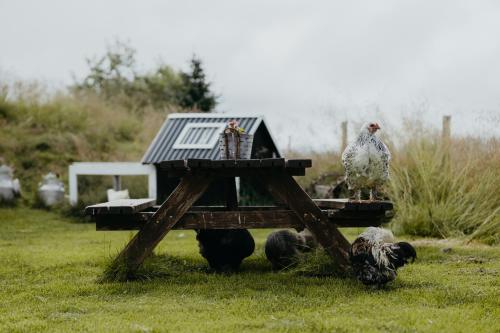 a chicken sitting on top of a table in the grass at Brúnastaðir Holiday Home in Barð