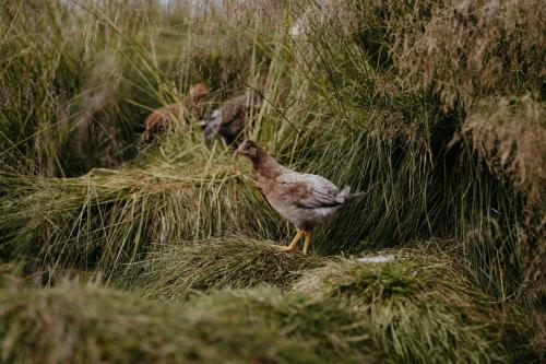 a bird standing in the grass in a field at Brúnastaðir Holiday Home in Barð