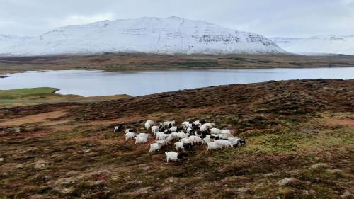 a herd of sheep walking on a hill near a mountain at Brúnastaðir Holiday Home in Barð