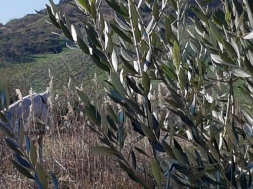 a cow standing in a field next to a tree at Molino della Tuoma in San Quirico dʼOrcia