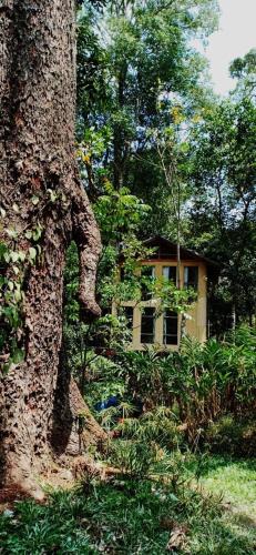 a house in the middle of a forest next to a tree at Jungle Tree House Munnar in Munnar