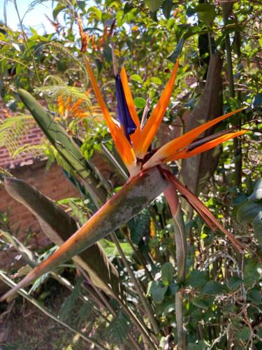 an orange and blue flower on a plant at Sítio N#1 da Serra Perfeito para famílias com bebês e crianças Piscina aquecida e limpeza incluídos in Teresópolis