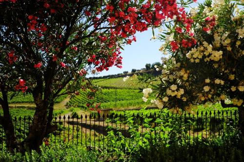 a fence with a tree with red and white flowers at Quinta do Monte Travesso - Country Houses & Winery in Tabuaço