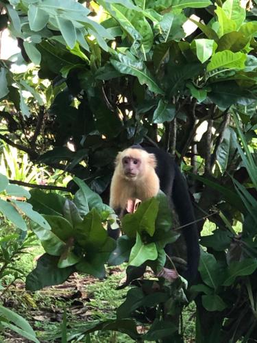 a monkey sitting in a tree at El Pargo Feliz in Montezuma
