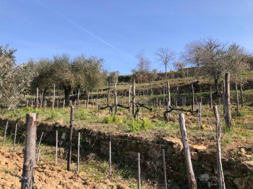 Fotografie z fotogalerie ubytování Podere Soccorso casa vigneto v destinaci Montalcino