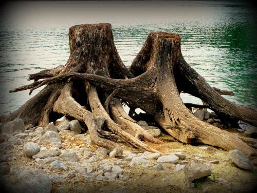 a large tree stump on the shore of a body of water at Appartment Almenliesl in Gosau