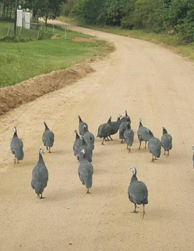 a flock of birds walking down a dirt road at Green Hills Farm House in Drummond