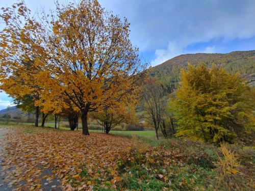 a tree in a field with leaves on the ground at Appartamento Al Brenz in Croviana
