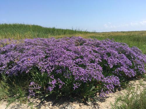 a bunch of purple flowers in a field at Noorderzon in Buren