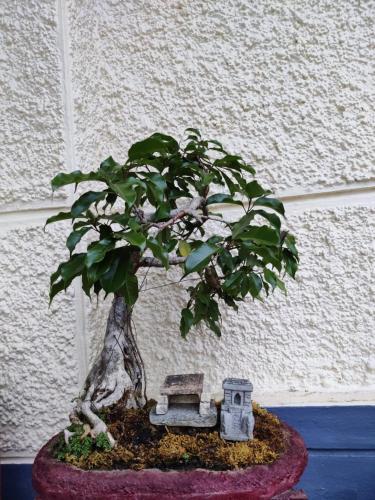 a small bonsai tree with a house on it at Meeslu Mane, The Chic HomeStay in Hassan