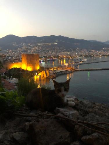 a cat laying on the rocks near the water at Harmony Butik Otel in Alanya