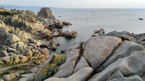 a group of animals standing on rocks in the water at La rosa dei venti in Santa Teresa Gallura