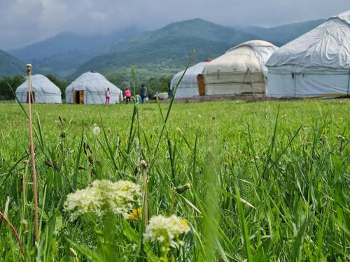Příroda nedaleko luxury tent