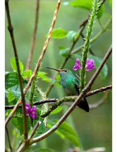 a hummingbird perched on a tree branch with purple flowers at Las Brisas del Sur in Ojochal