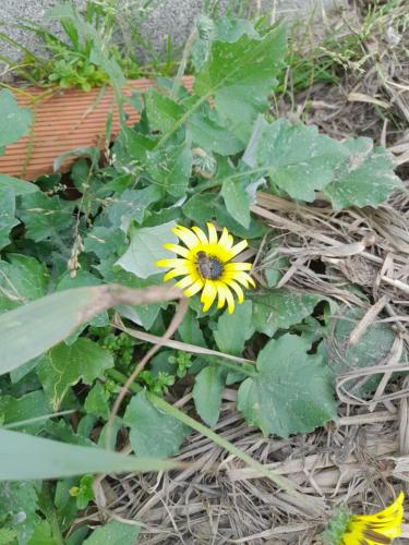 a yellow flower is growing on the ground at A casinha do João in Alcobaça