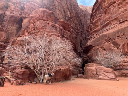 a dog standing next to a tree in the desert at golden day in Wadi Rum