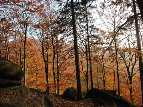 a forest of trees with fall foliage in the background at Penzion Bazalka in Jablonec nad Nisou