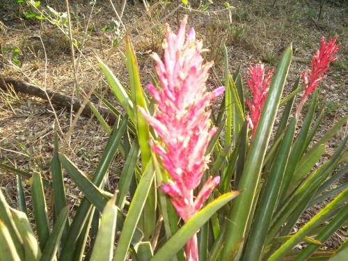 a plant with pink flowers in a garden at Hotel de Campo El Rebenque in Aviá Terai