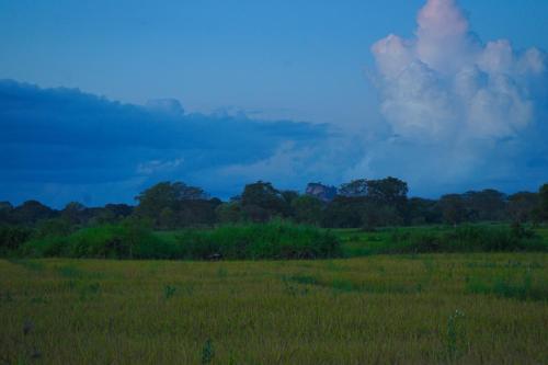 a field of grass with trees in the background at Hidden Lake Cottages Sigiriya in Sigiriya