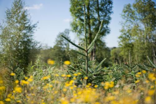 a small pine tree in a field of yellow flowers at Le Relais des Lacs Bourgogne Morvan in Planchez