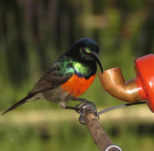 a colorful bird sitting on a bird feeder at Lake Brenton Paradise in Knysna