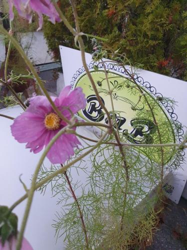 a pink flower sitting next to a sign with a flower at BnB Haus Weibel in Landquart