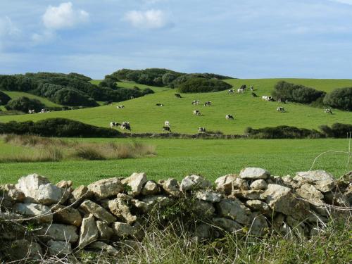 a group of cows grazing in a field behind a stone wall at Casa Maria by Sonne Villas in Ferreries