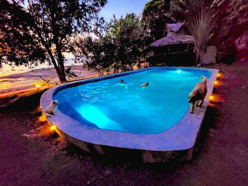 a large swimming pool with two polar bears in it at Banyan Bay Villas in Ko Jum