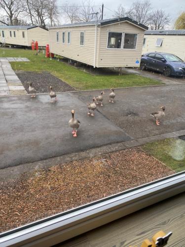 a group of ducks walking in a parking lot at Haggerston Castle 6 Berth Caravan - Lakeside North 23 in Cheswick
