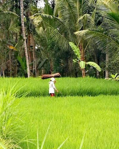 a person walking through a field with a stick on his head at TAMAN EDEN COTTAGE in Ubud