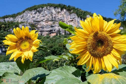two yellow sunflowers with a mountain in the background at B&B in Valle in Lumignano