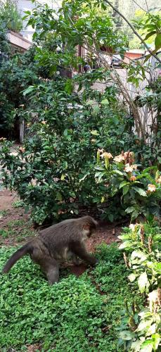 a cat laying on the ground in the grass at Trimurti Holiday Home in Panchgani