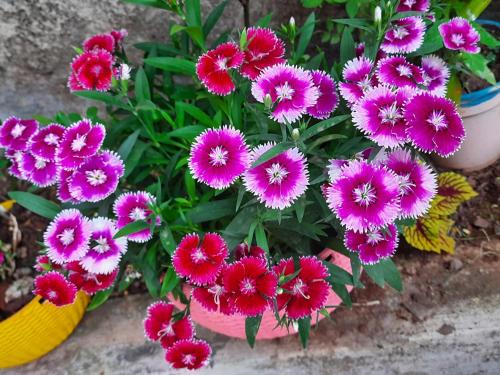 a bunch of pink flowers in a pot at Trimurti Holiday Home in Panchgani
