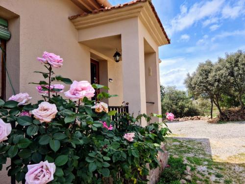 a bush of pink roses in front of a house at Cal Viudet Nou in Caserras